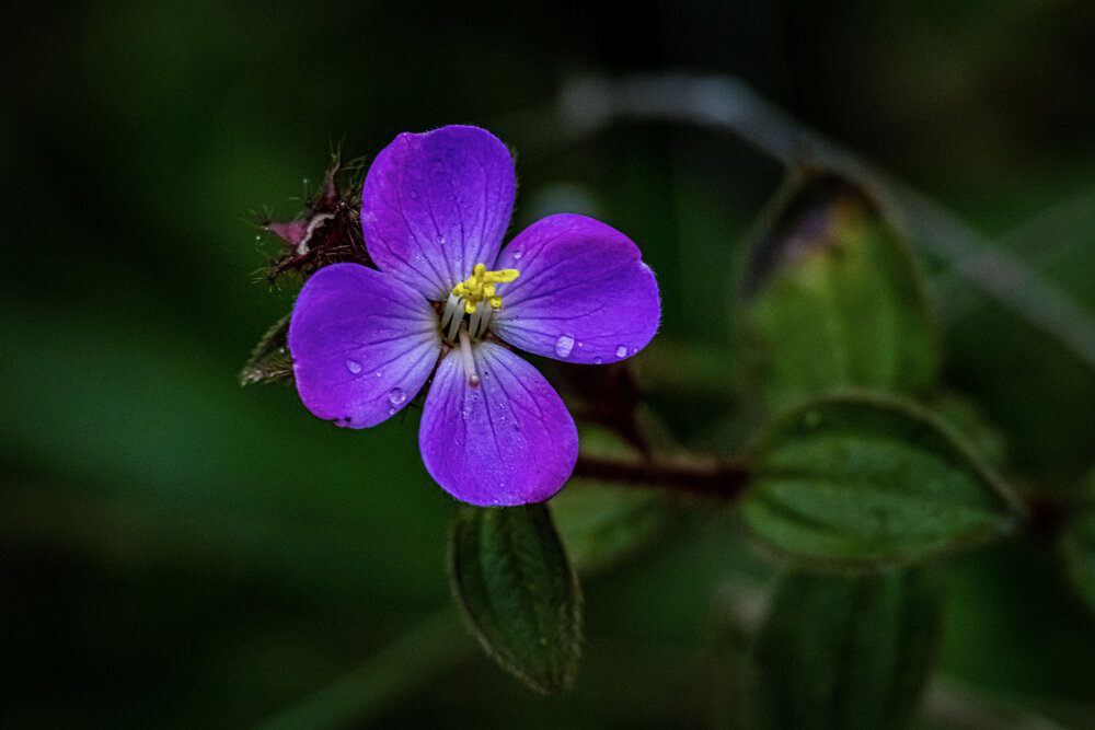 Photograph by K.G.Supun Nayanajith Samaraweera Nayanajith