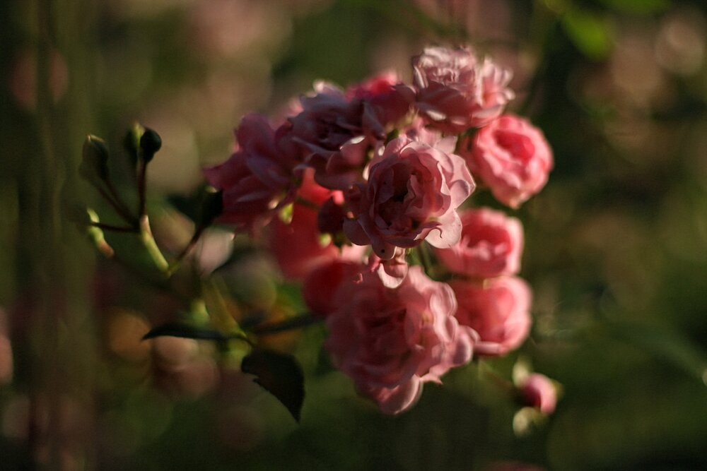 Photograph by Светлана Ильющиц