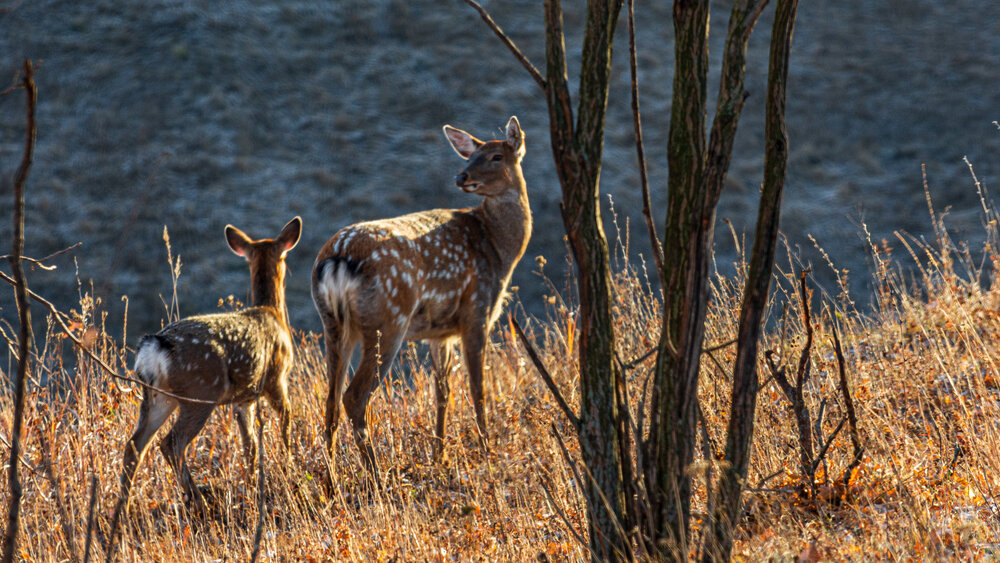 Photograph by Алексей Кузьмин