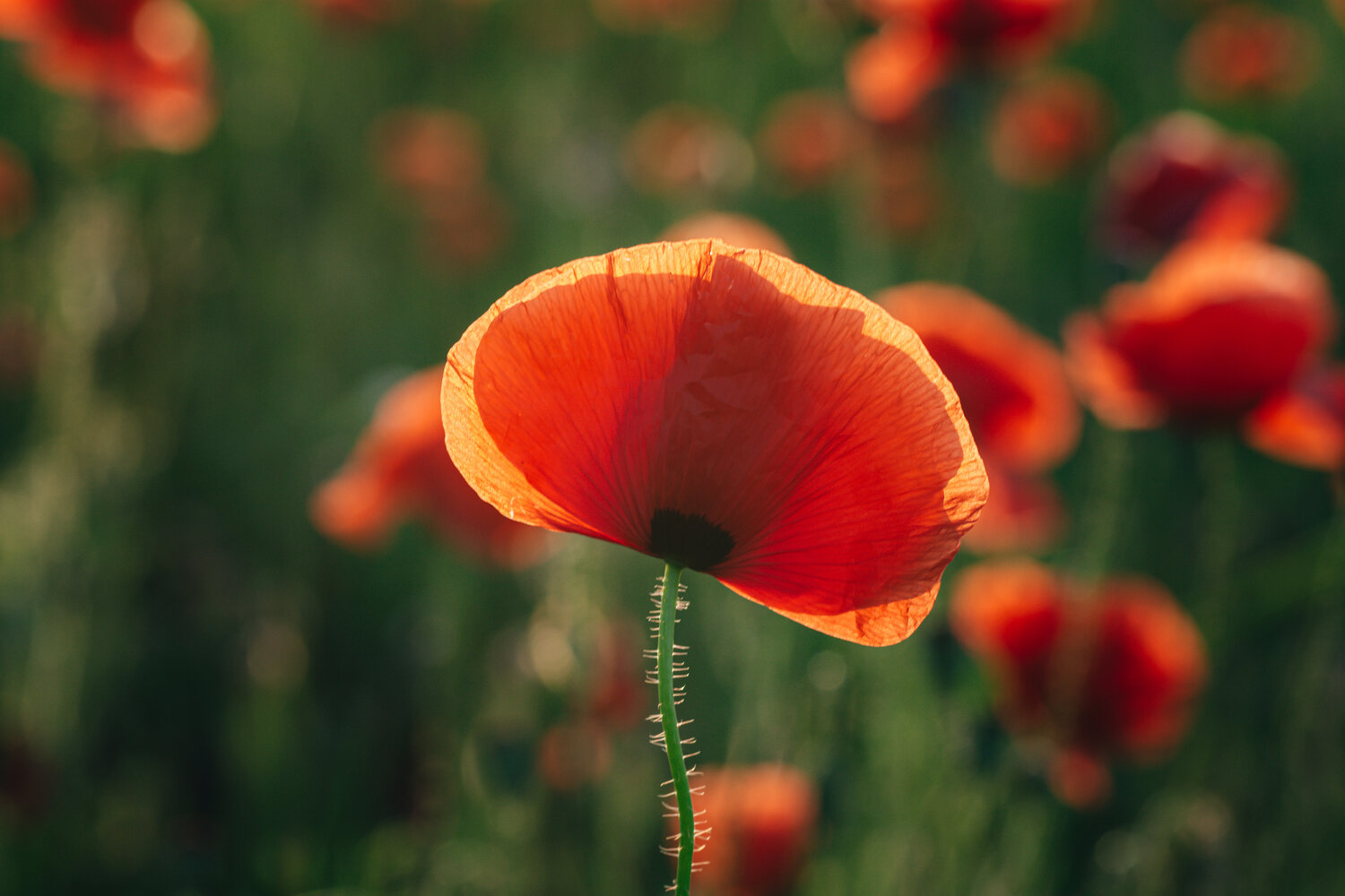 Photo #13900354