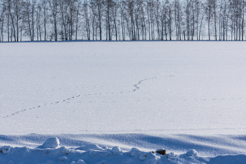 Photograph by Алексей Кузьмин