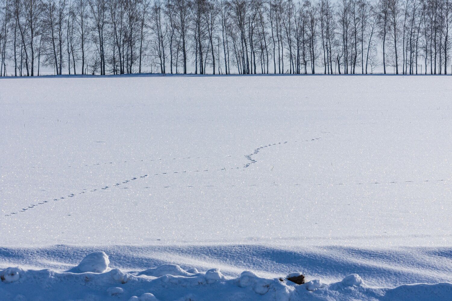 Photo #13900408