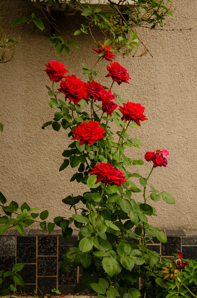 Photograph by Дмитрий Тютюнник