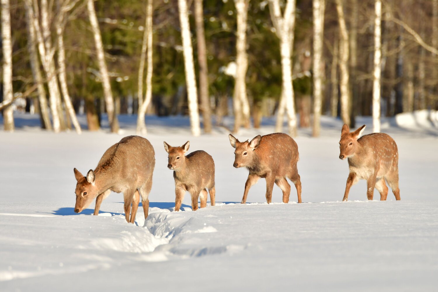 Photo #13900495