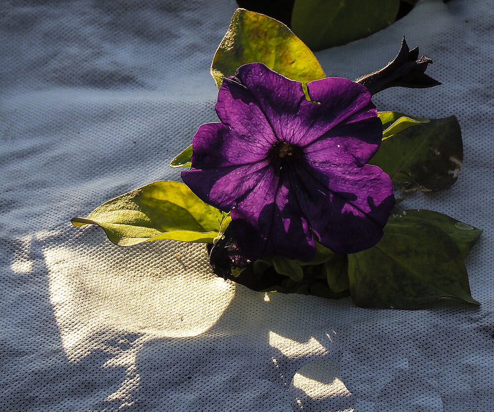 Photograph by Людмила Синицына