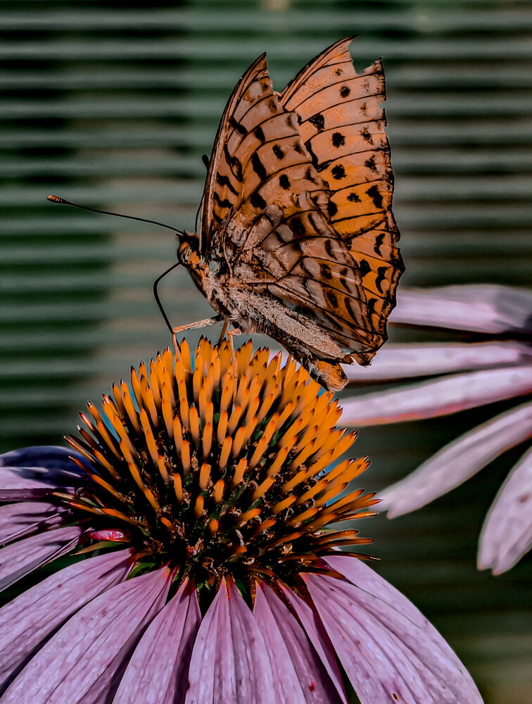 Golden Wings on Purple Petals
