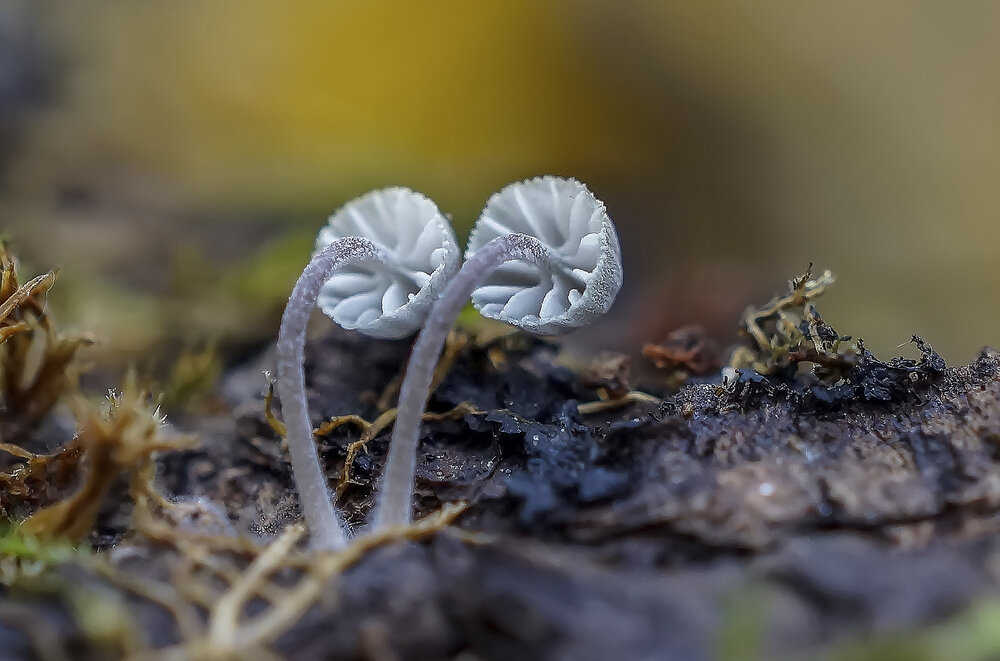 Photograph by Александр Широких