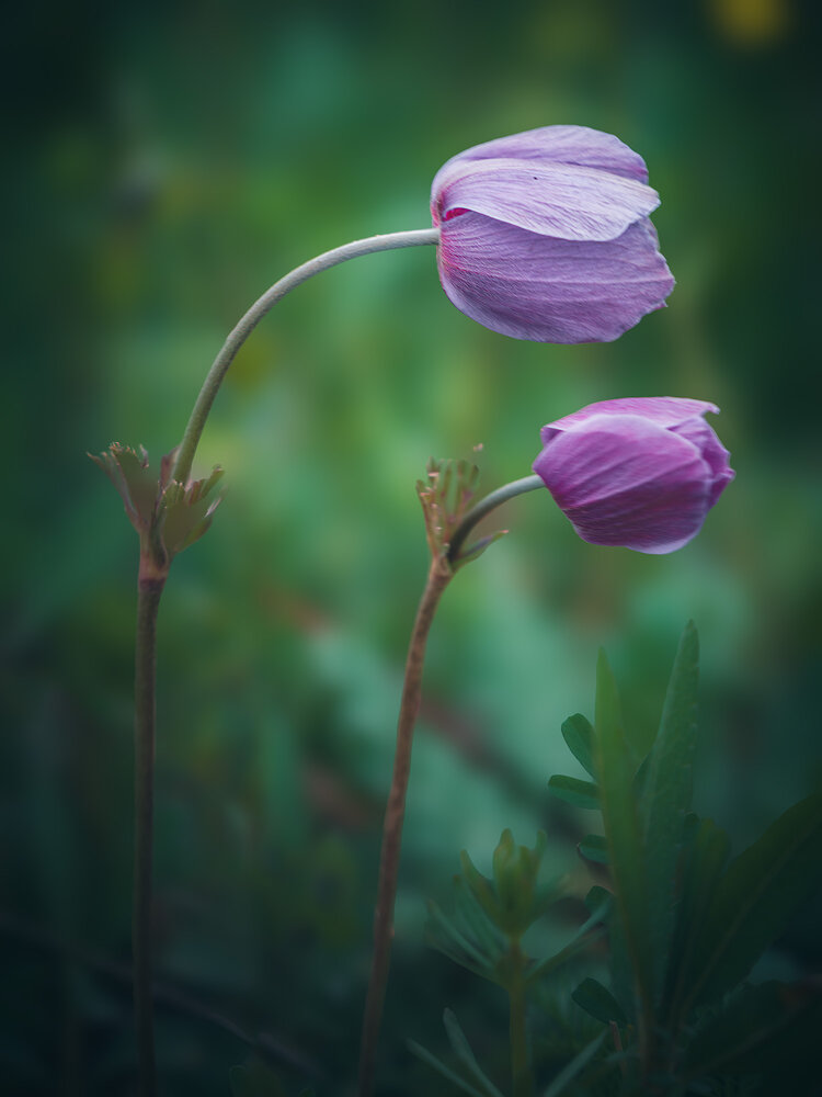 Photograph by Aws Zuhair