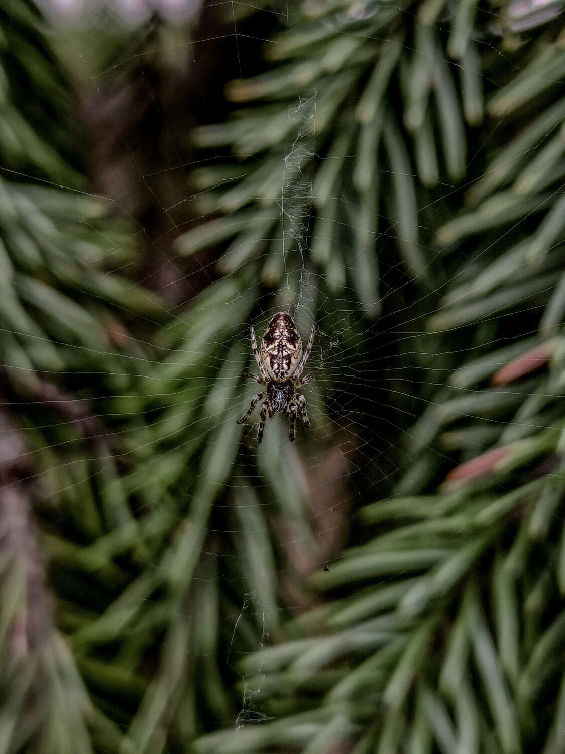 The Weaver\'s Delicate Domain