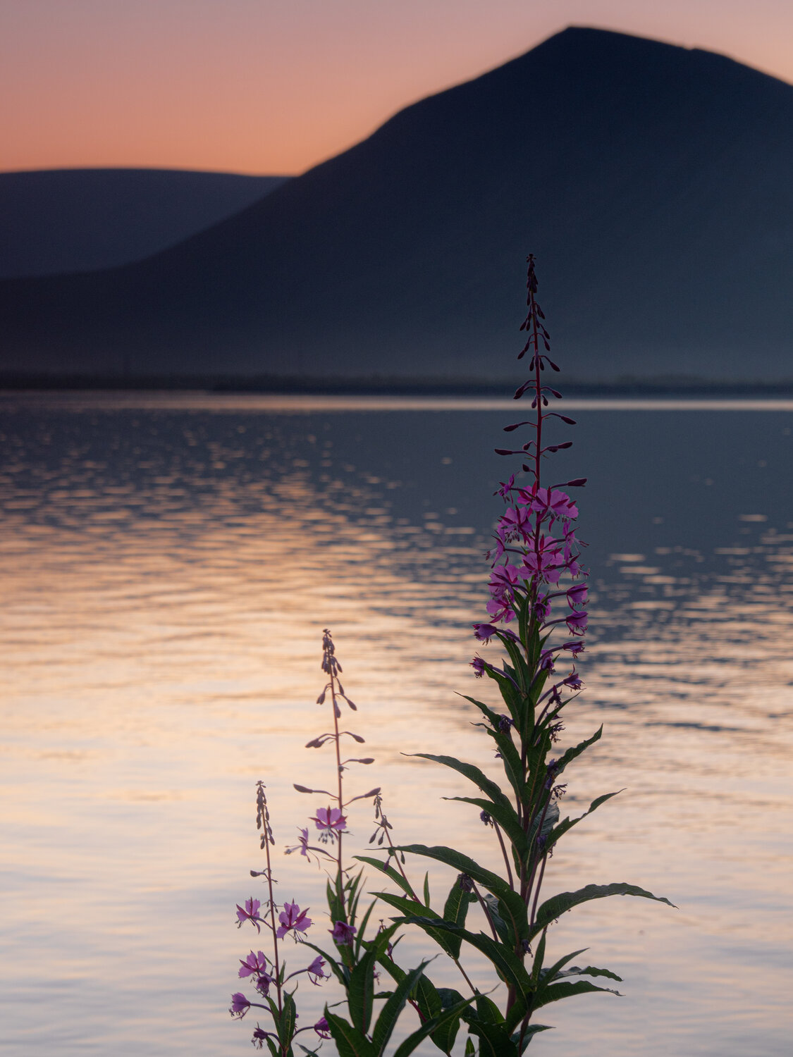 Photo #13900635