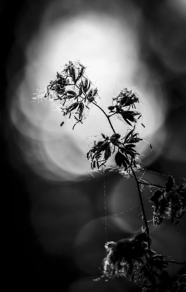 Photograph by Любовь Бусова