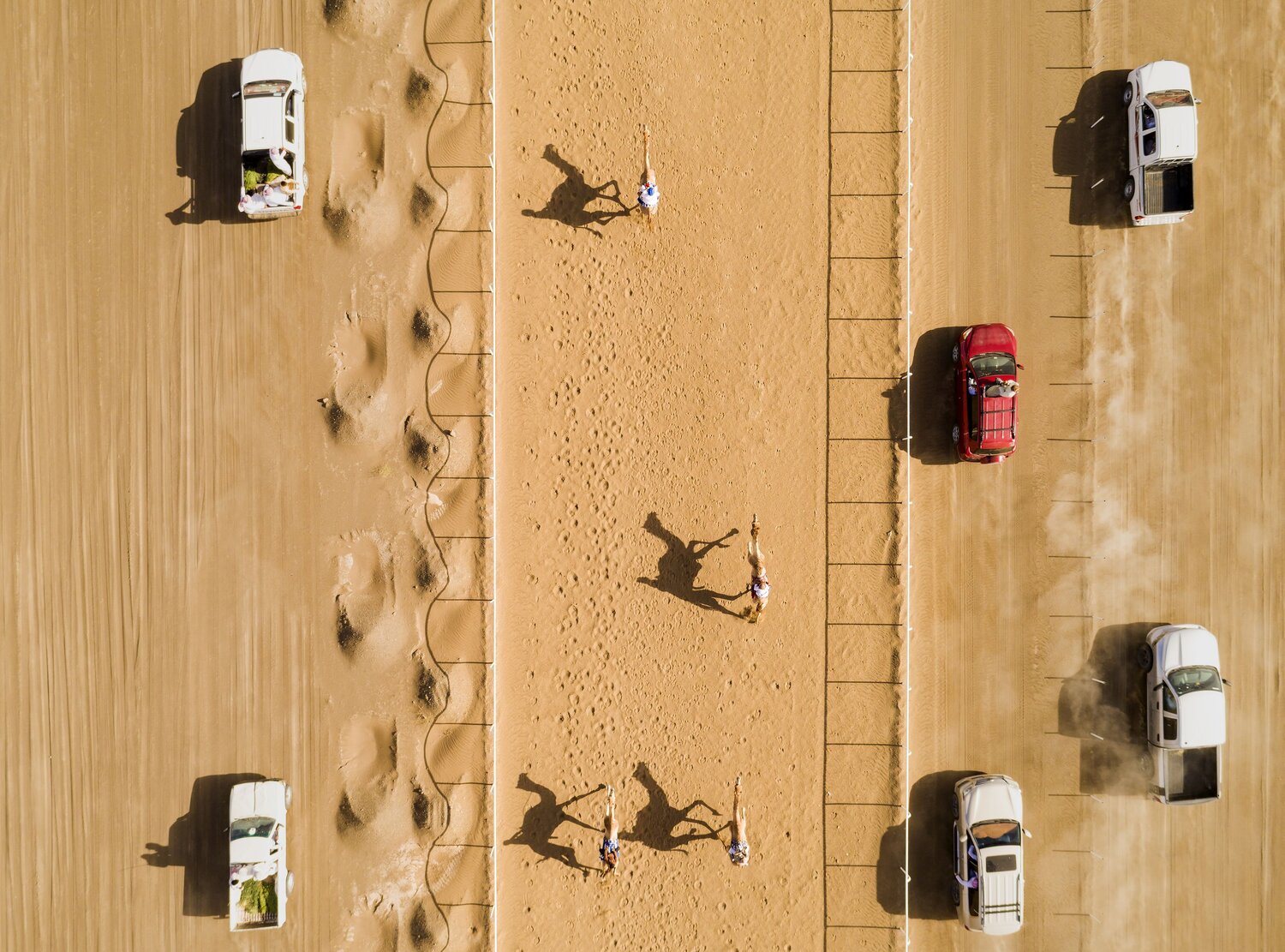 Camel Racing