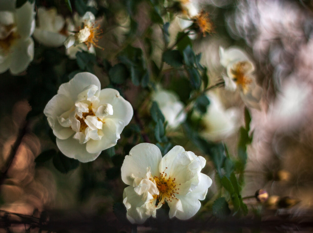 Photograph by Лофицкая Лариса