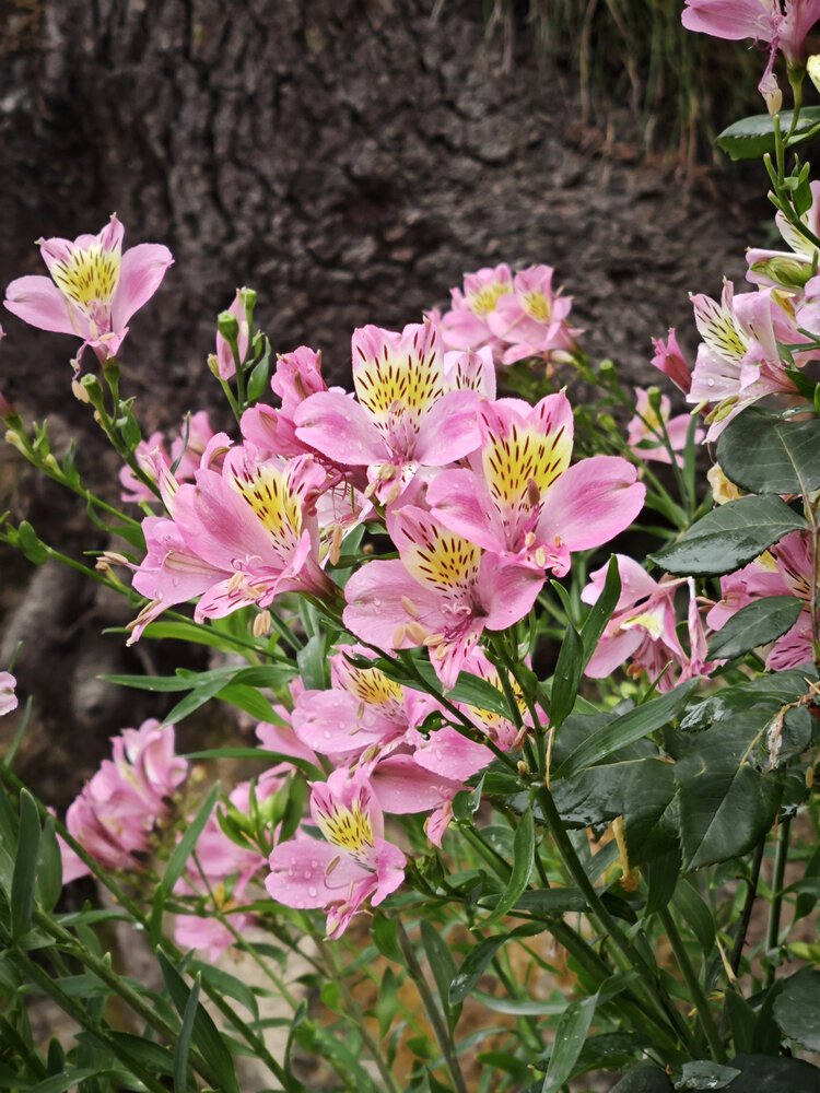 Pink Lilies in Bloom