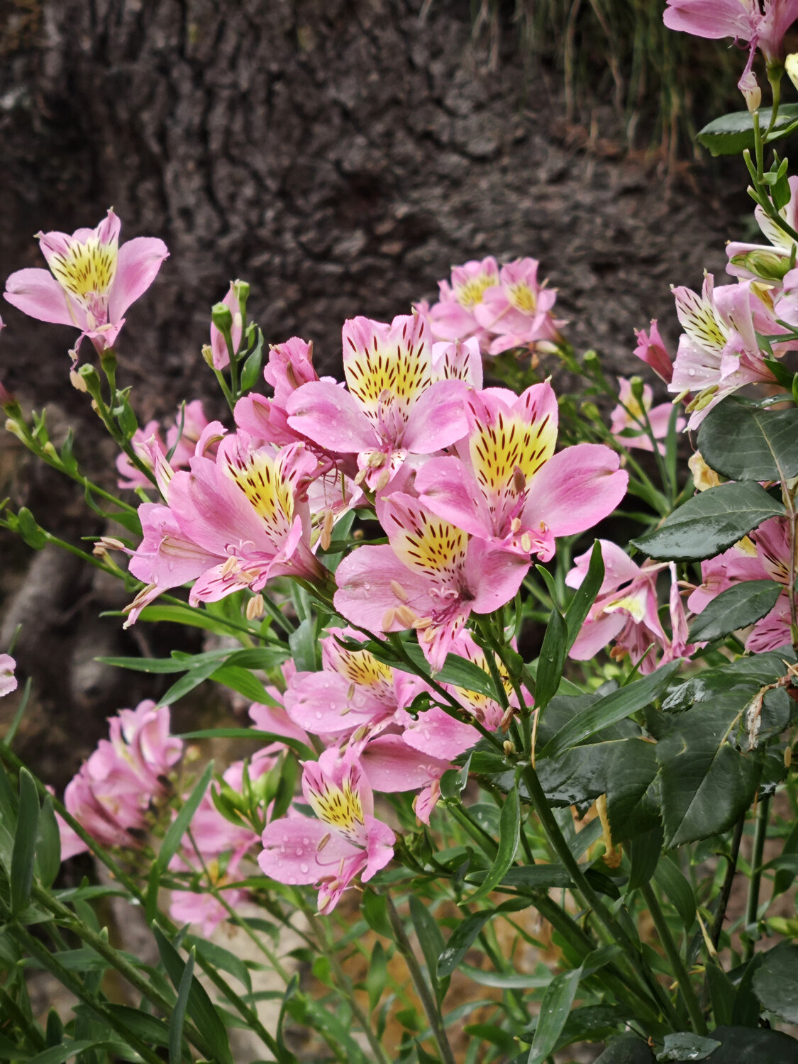 Pink Lilies in Bloom