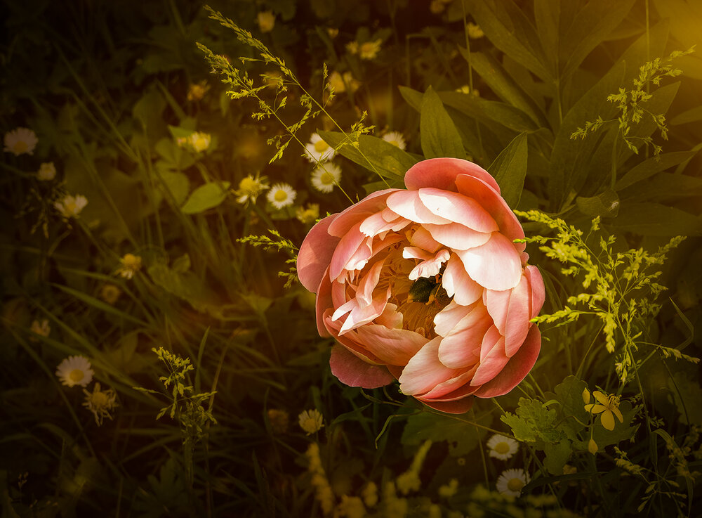 Photograph by Елена Григорович