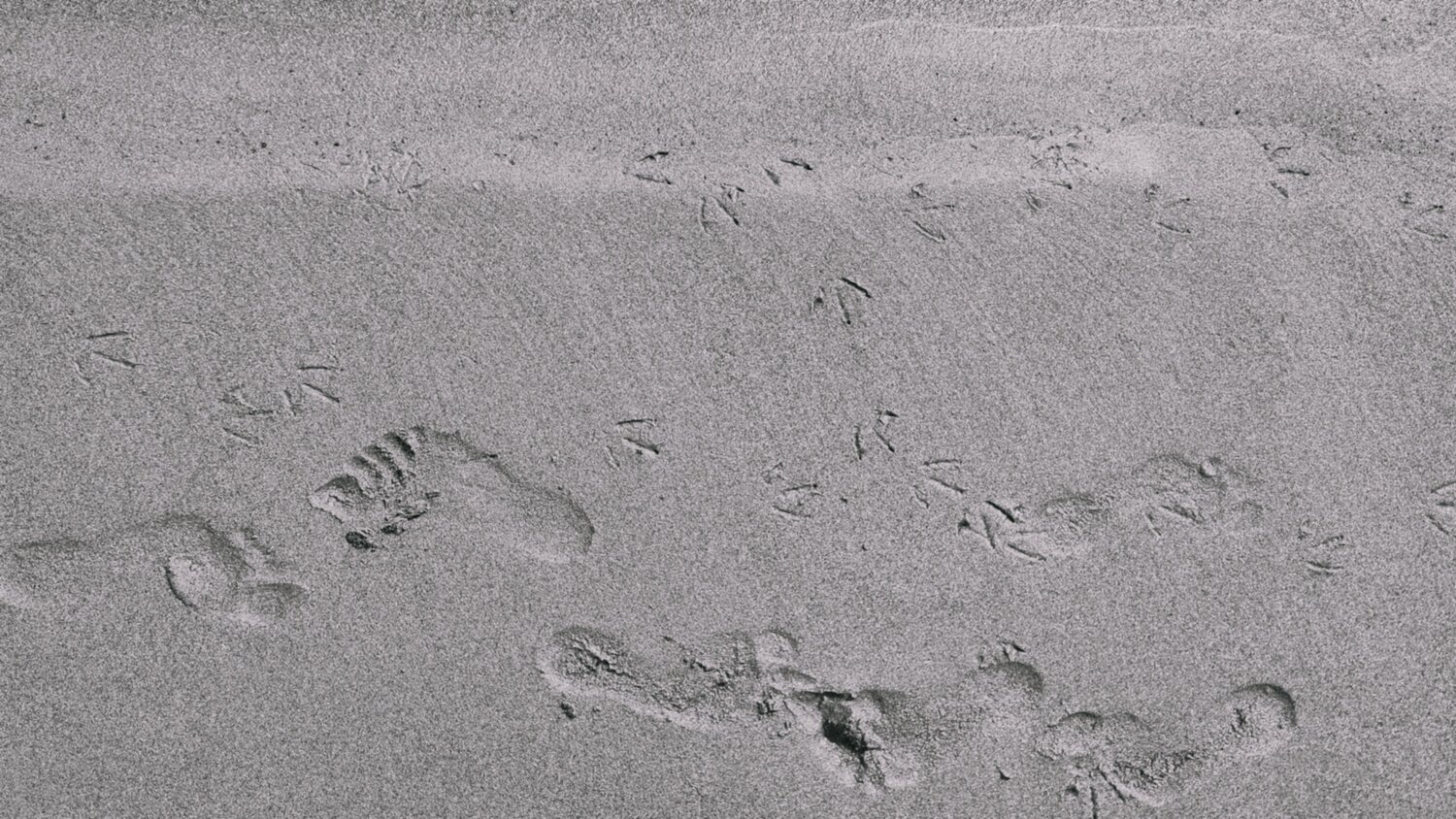 Photo #13900837