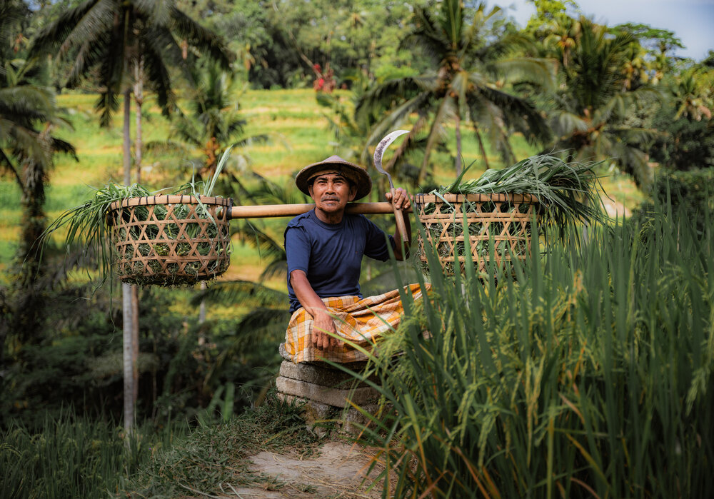 Rice Farmer in Bali, Indonesia