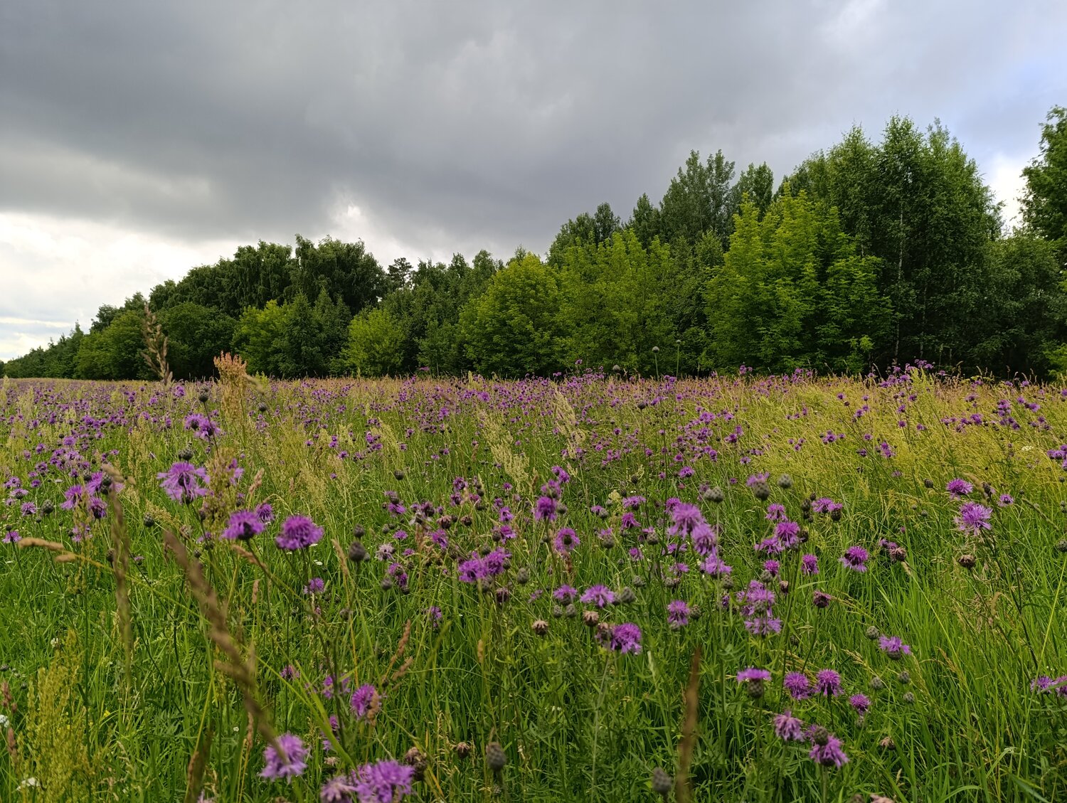 Photo #13900906