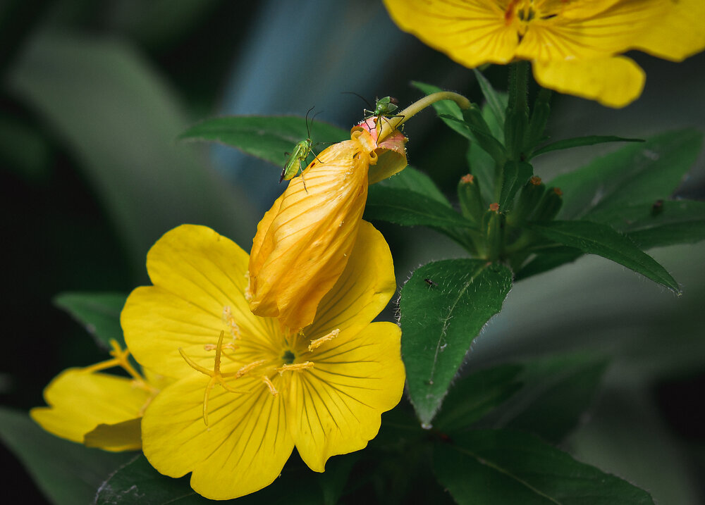 Photograph by Климченкова