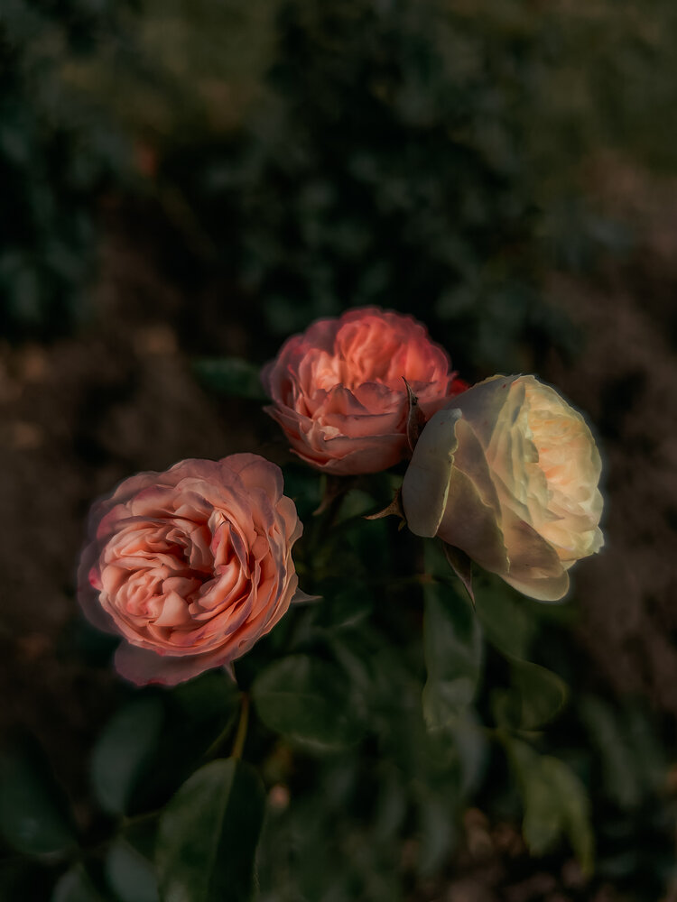 Photograph by Марина Александрюк