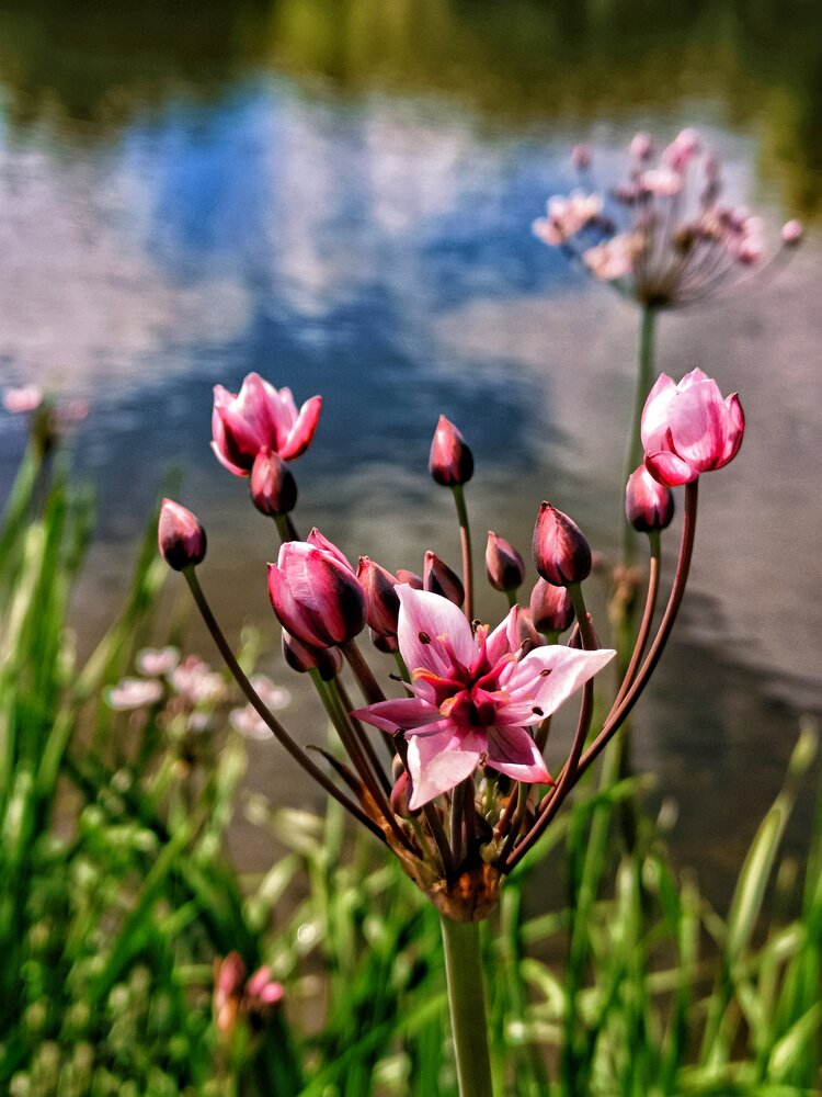 Photograph by Мирослава Сурженко