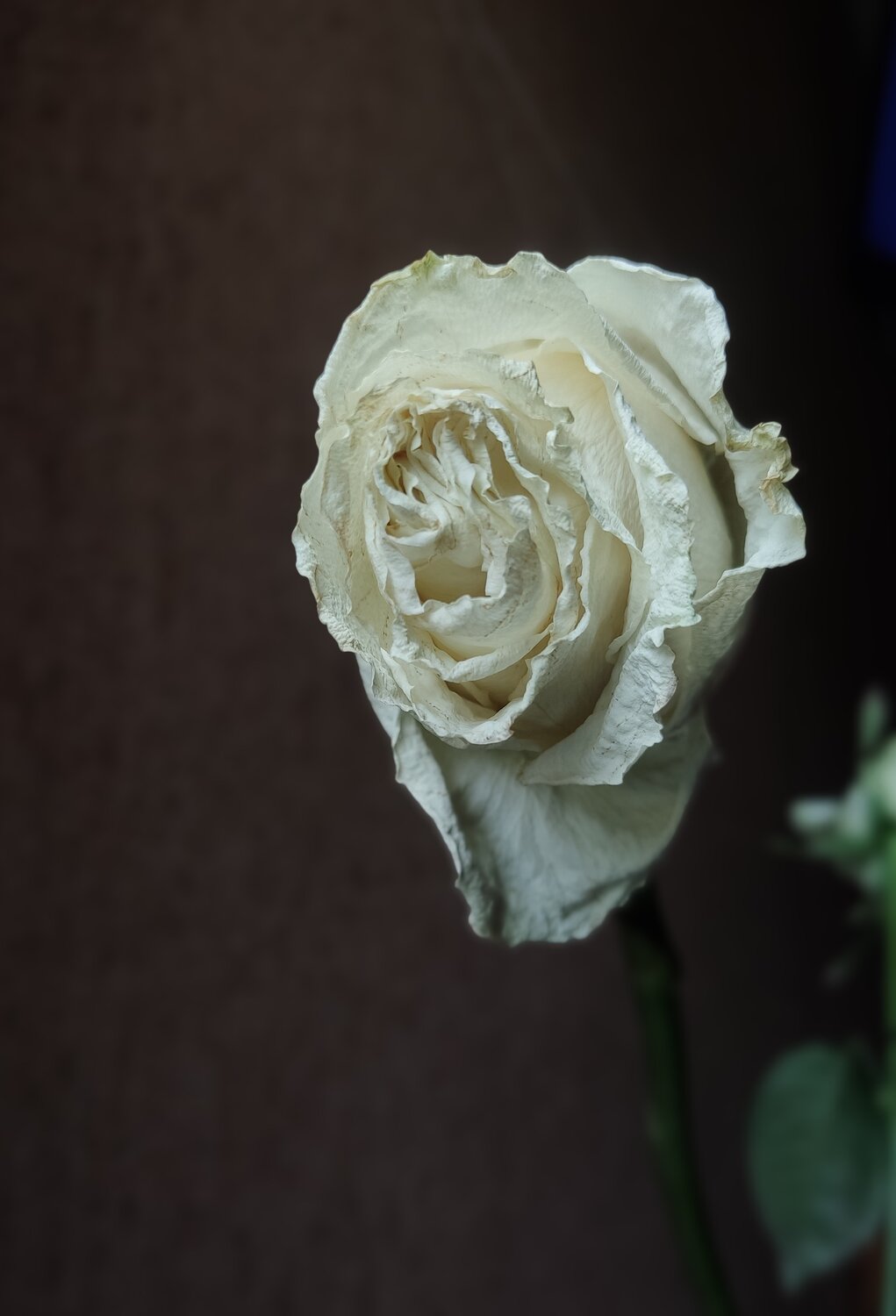 Photo #13901328