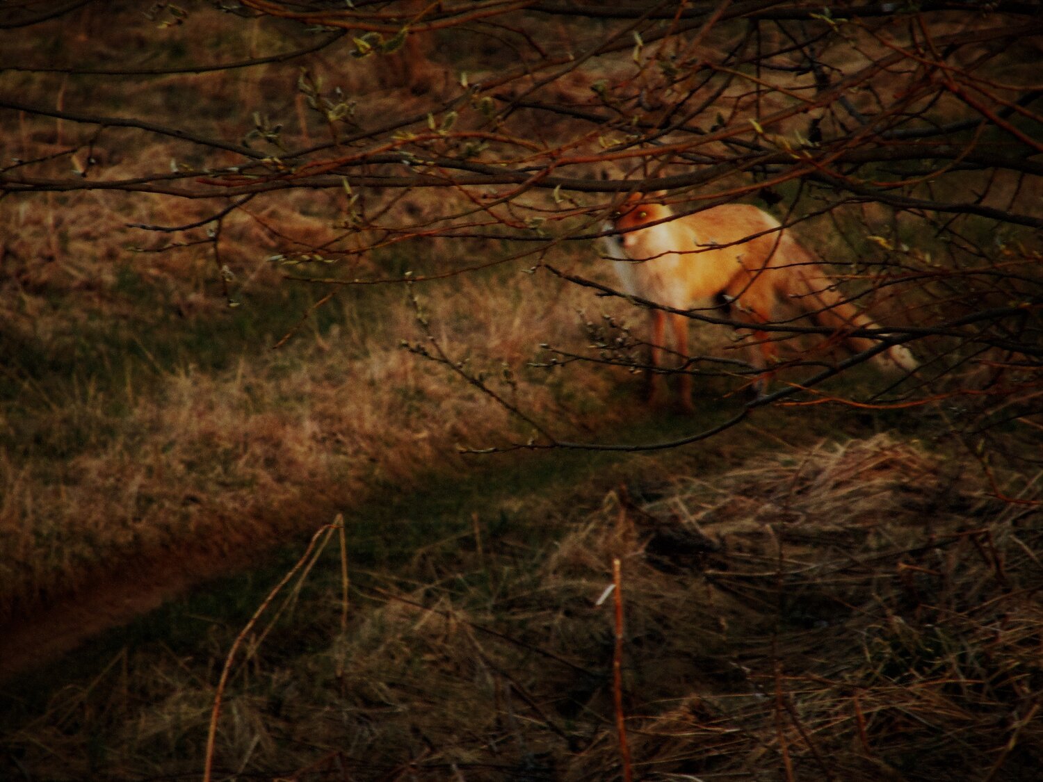 Photo #13901427