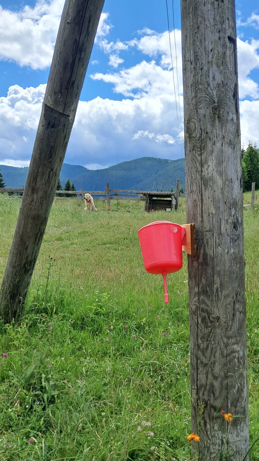 Photo #13901485