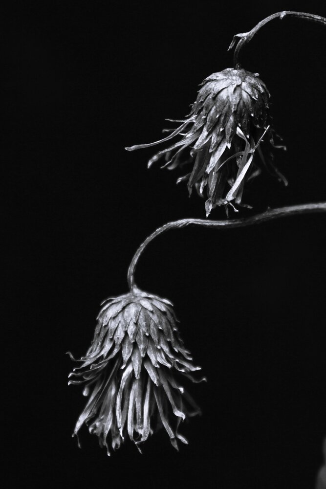 The flowers are dried up