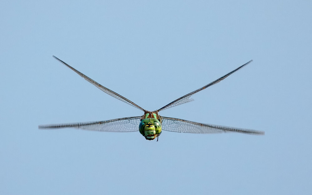 Photograph by Леонид Гришаев