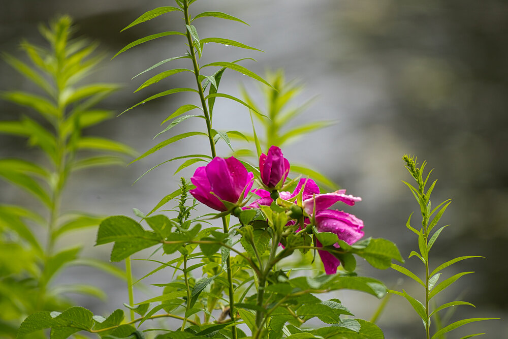 Wild Roses