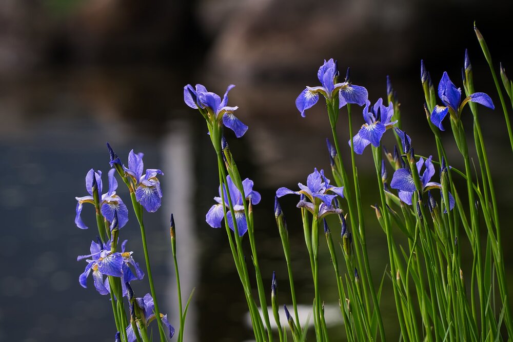 Wild Irises