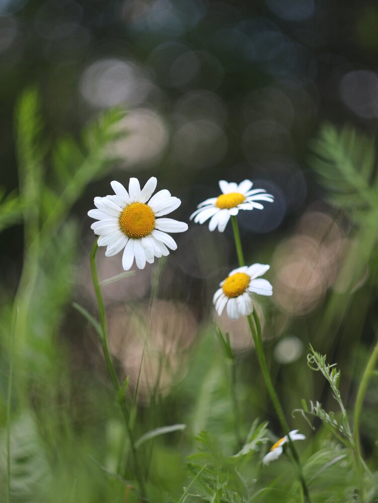 Photograph by Андрей Шестаков