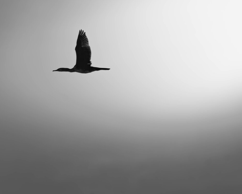 Photograph by Milan Djordjevic