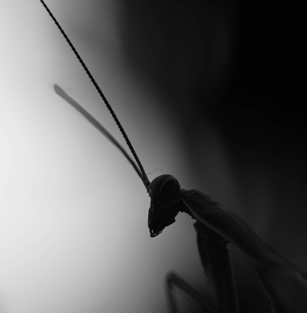 Photograph by Milan Djordjevic