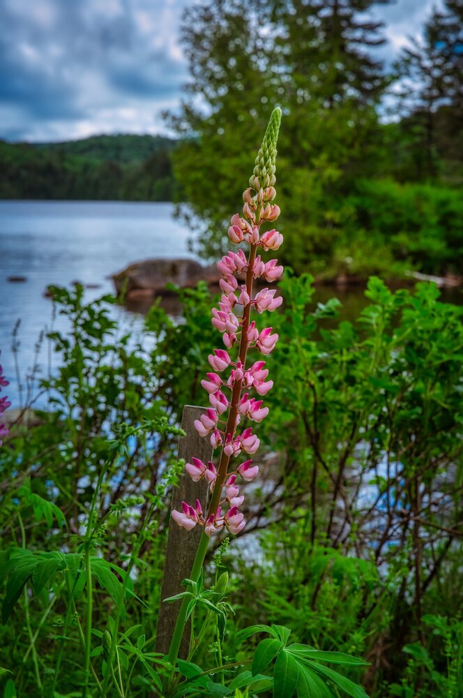 Close Up Lupine