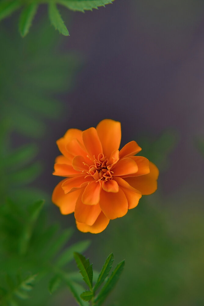 Photograph by Олег Шлыгин