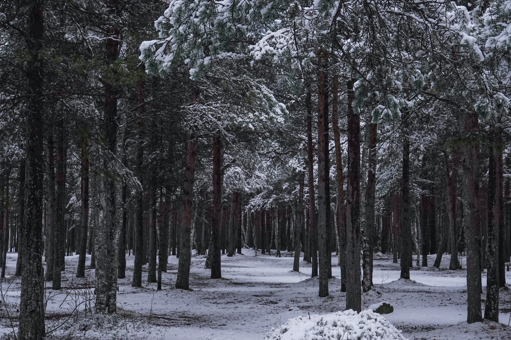 Photograph by Евгения Ковригина