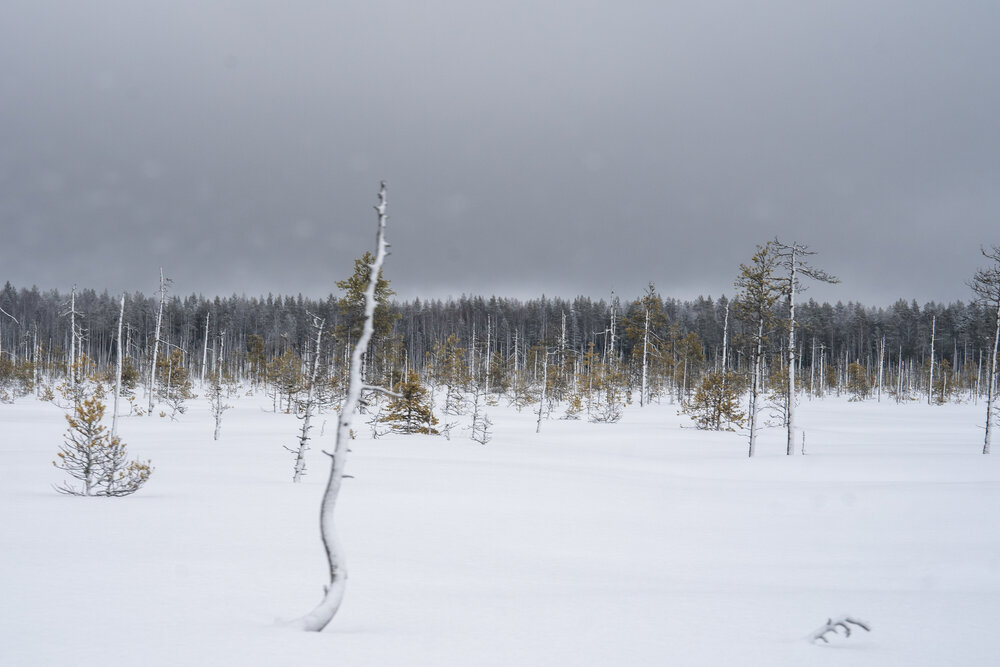 Photograph by Евгения Ковригина