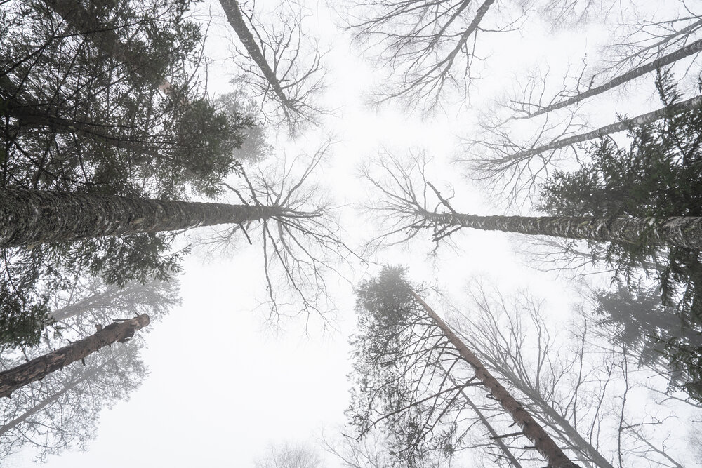 Photograph by Евгения Ковригина