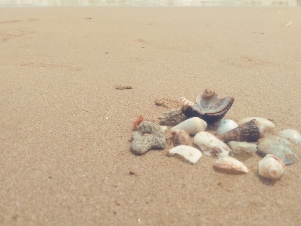 Ocean\'s Treasures On The Beach