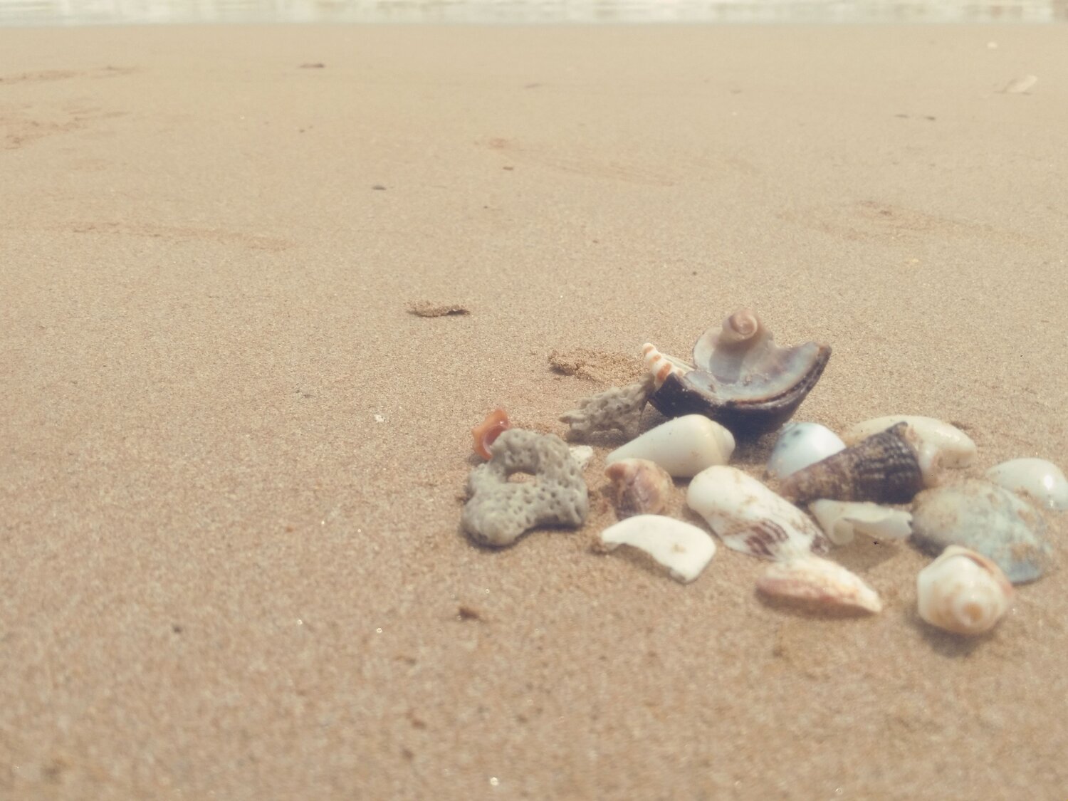 Ocean\'s Treasures On The Beach