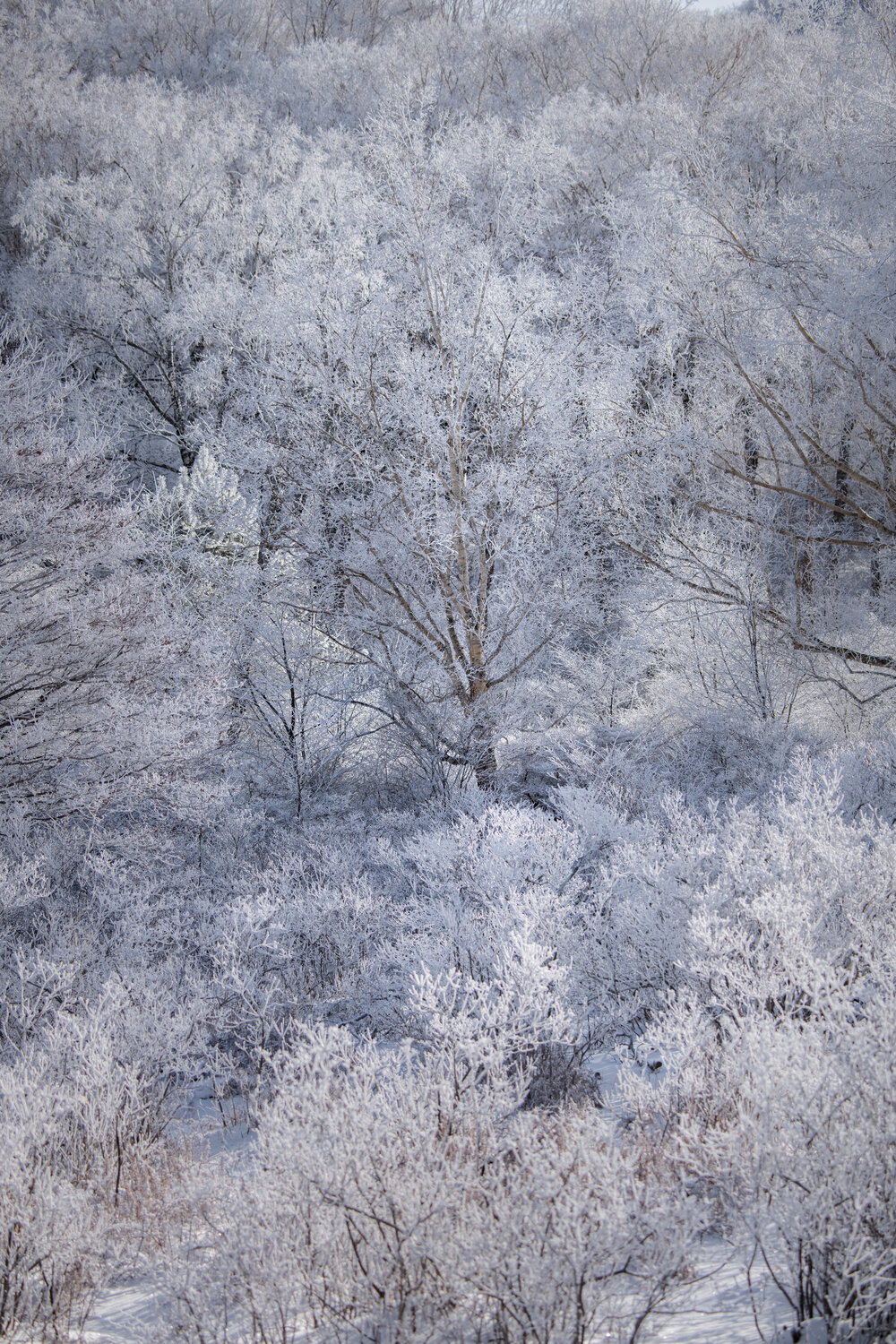 Photo #13902096