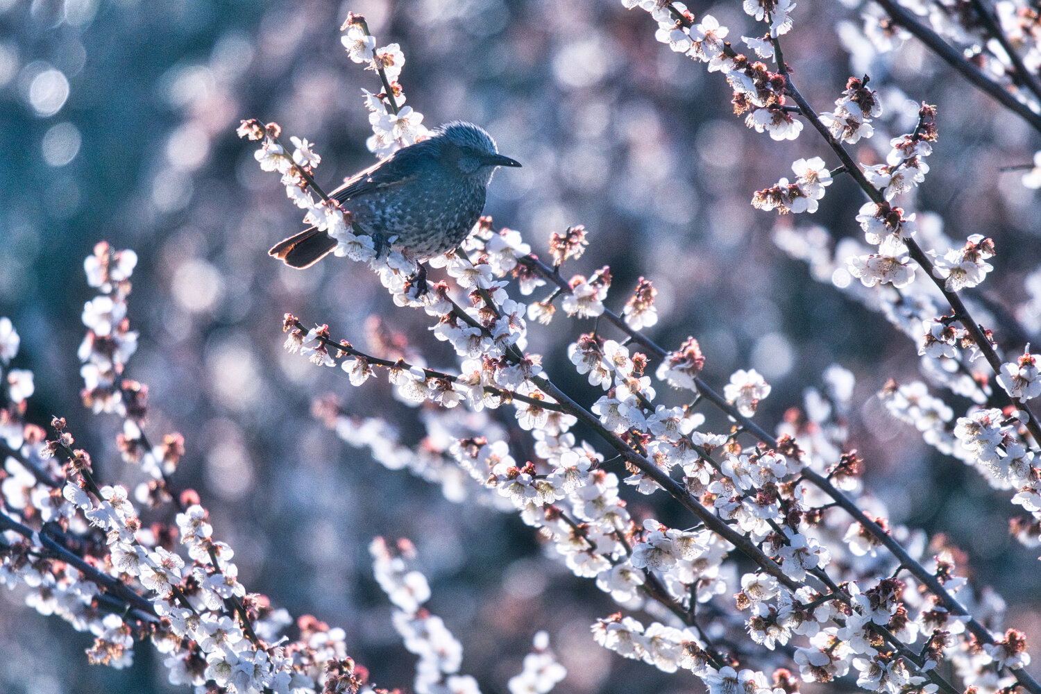 Photo #13902189