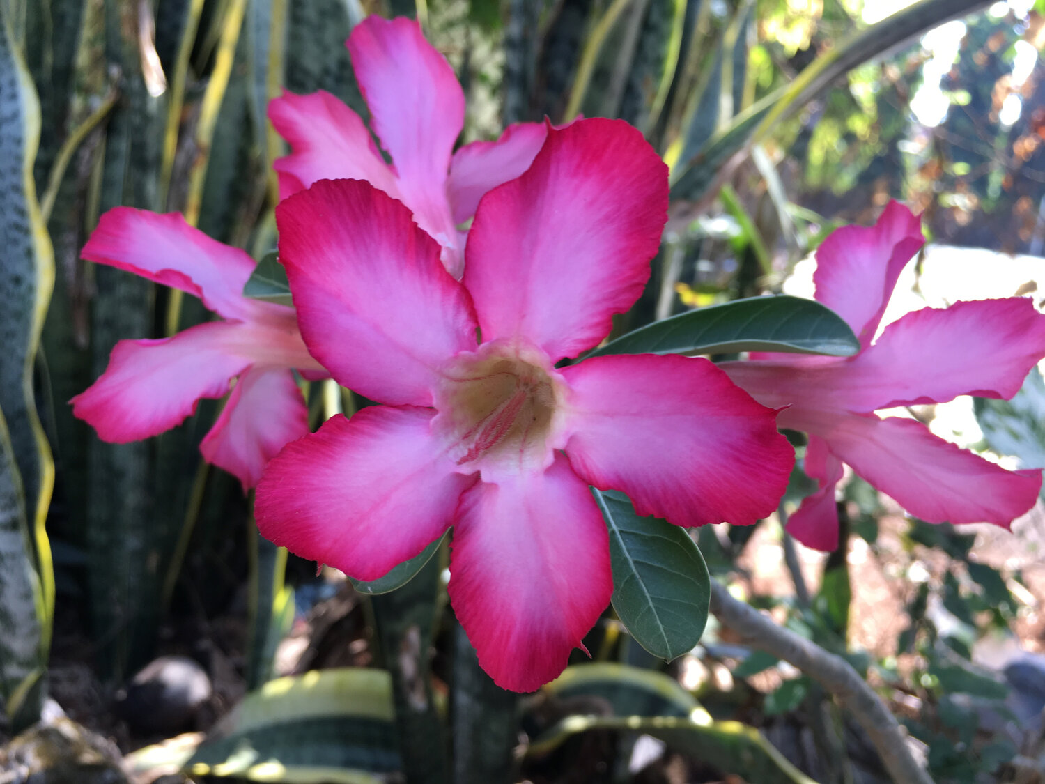 Desert Rose