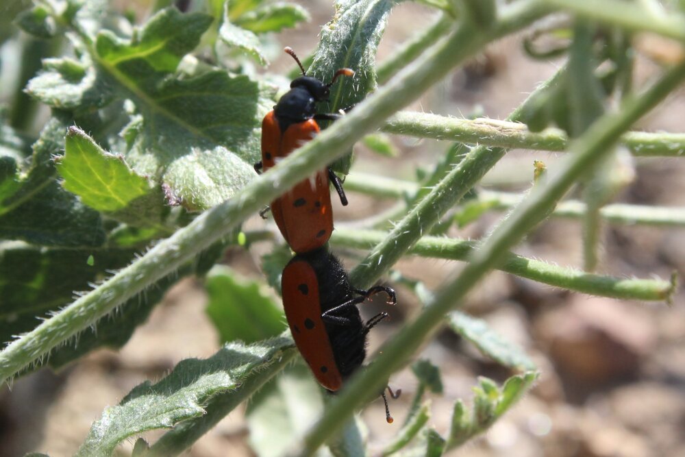 Apareamieno de insectos