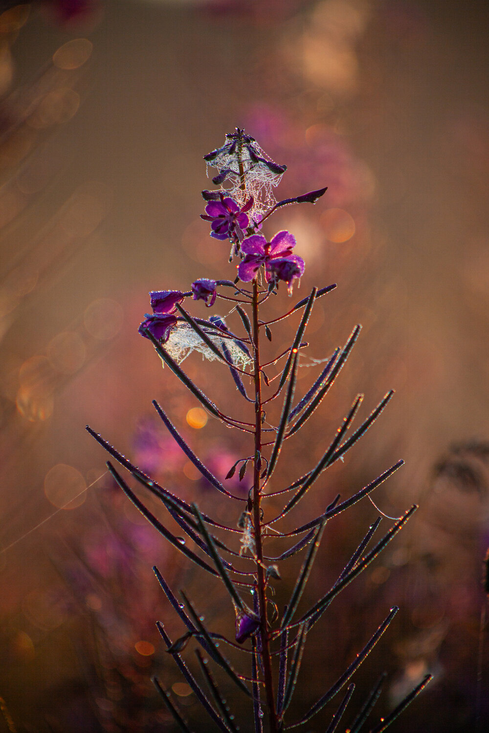 Photo #13902376