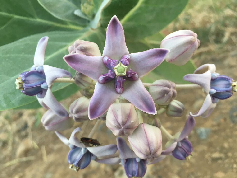 Crown Flower