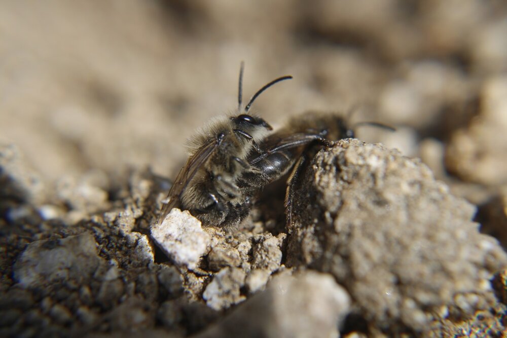 Un par de abejas terrestres